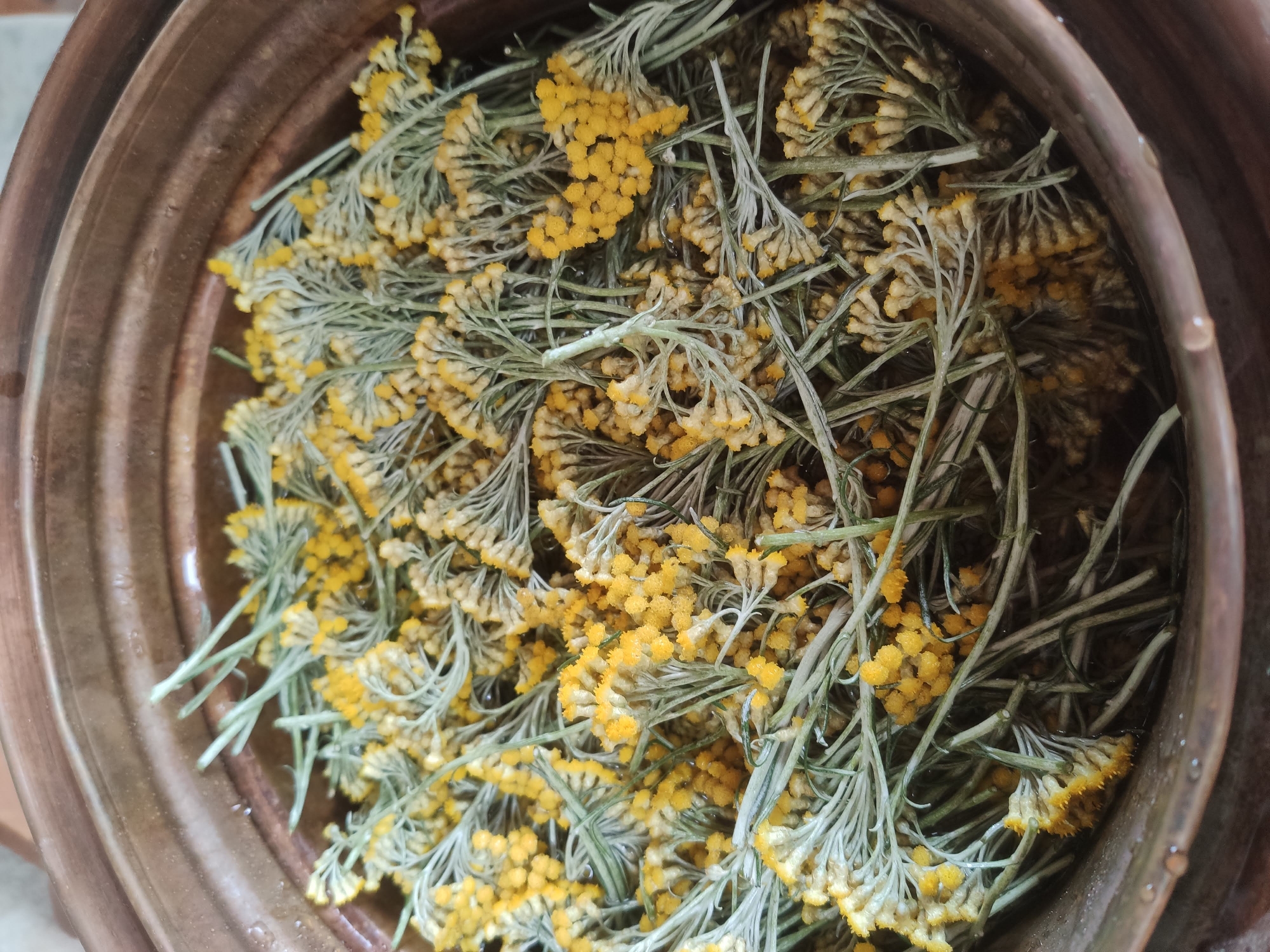 helichrysum italicum